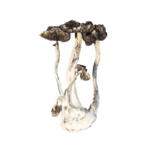 Buy Albino A+ Cubensis Mushrooms Detroit