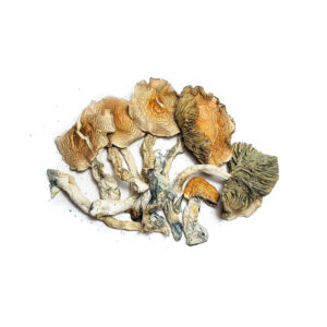 Buy Golden Teacher Mushrooms Detroit