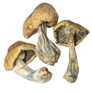 Buy Cambodian Magic Mushrooms Detroit